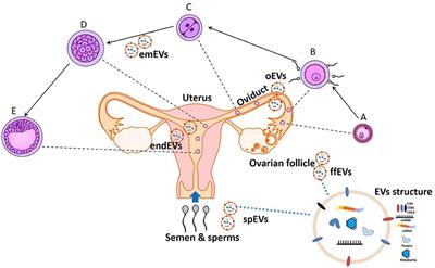 Editorial: Biofluid Extracellular Vesicles and Their Involvement in Animal Reproductive Physiology